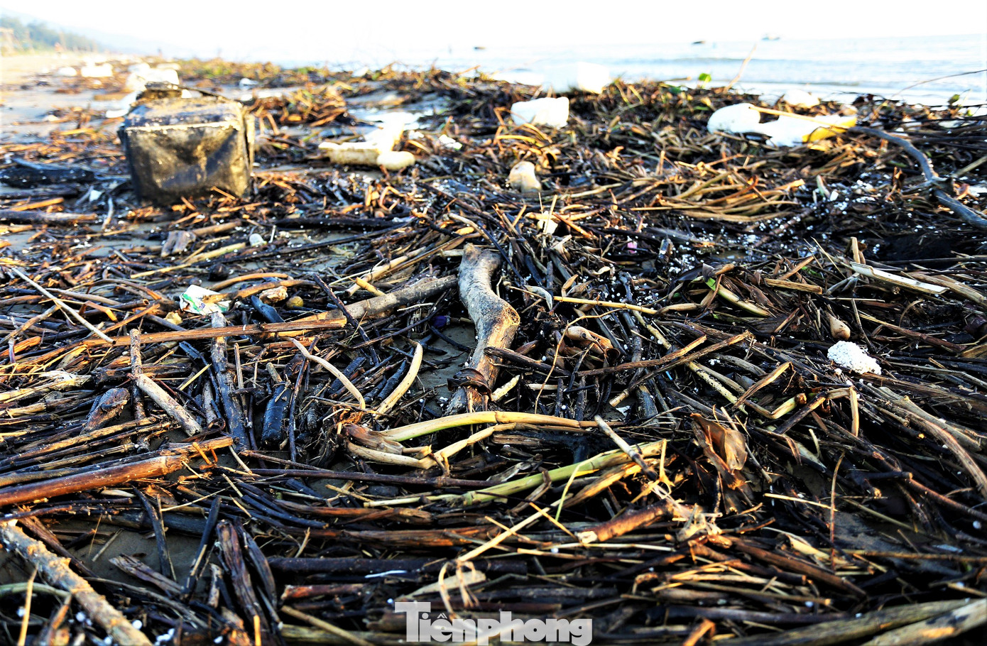 Theo ghi nhận của Tiền Phong, các loại rác dạt vào bãi tắm này chủ yếu là gốc cây mục, bèo tây, xốp và vỏ ngao, sò...
