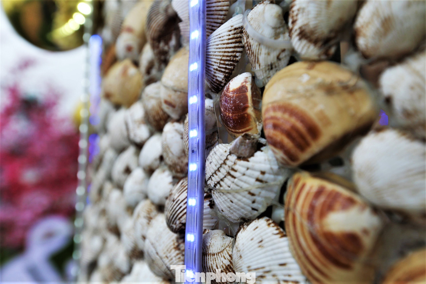 Vỏ sò kết dính với nhau bằng keo nến, sau đó ghép vào tấm lưới đánh cá cũ. Toàn bộ quá trình được hàng chục người làm trong 1 tháng.