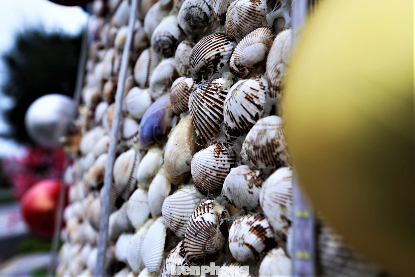 Cây thông hoàn thành cao 8m, đáy rộng 3,2m. Hàng trăm bóng đèn led, bóng nháy được trang trí lung linh xung quanh.