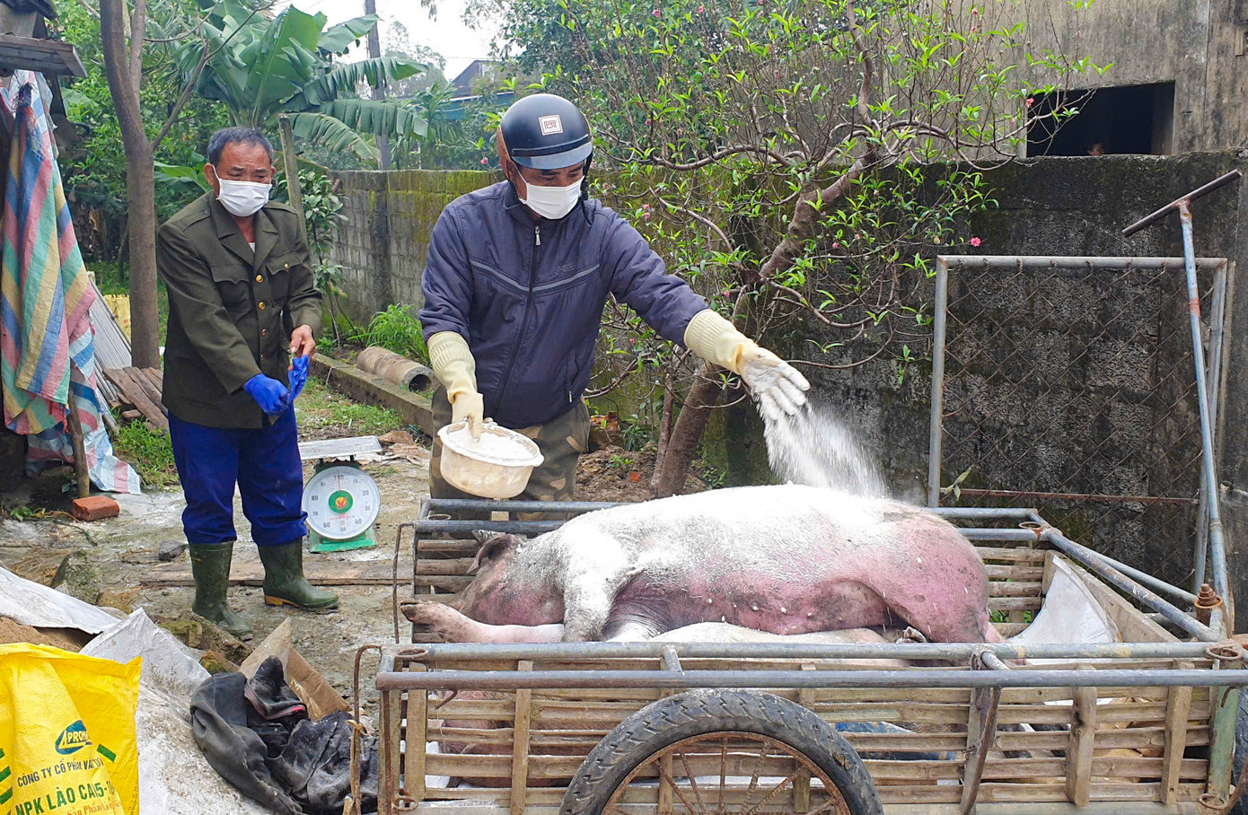 Dịch tả lợn châu Phi được phát hiện tại nhiều địa phương của Hà Tĩnh.
