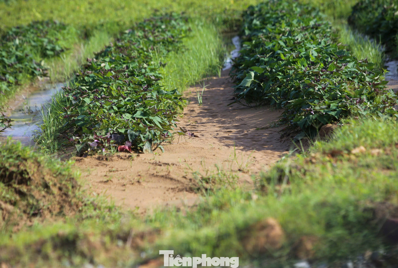 Dự án triển khai không đảm bảo khiến vật liệu xây dựng chảy tràn vào ruộng canh tác của người dân địa phương.