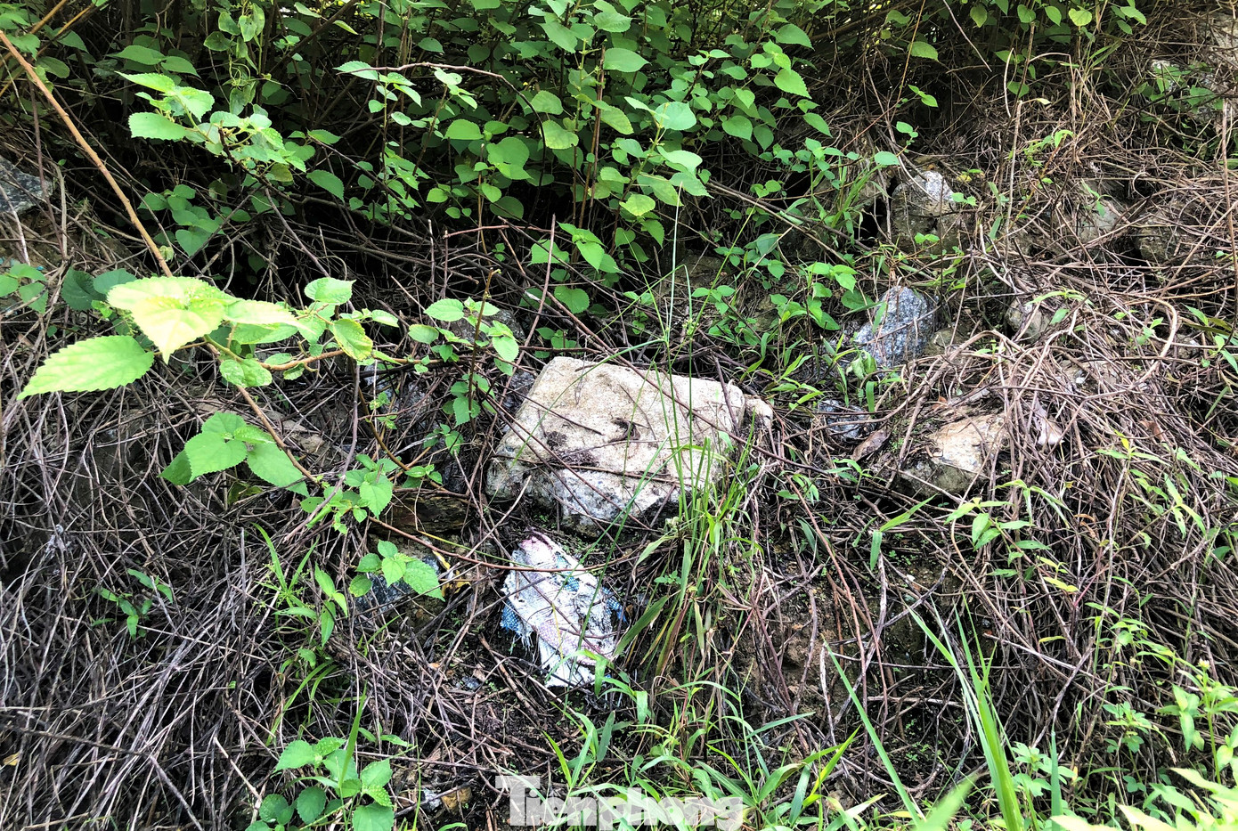 Nhà thầu dừng thi công, nhiều cấu kiện bỏ lại sát phần mái kè; cỏ cây mọc um tùm.