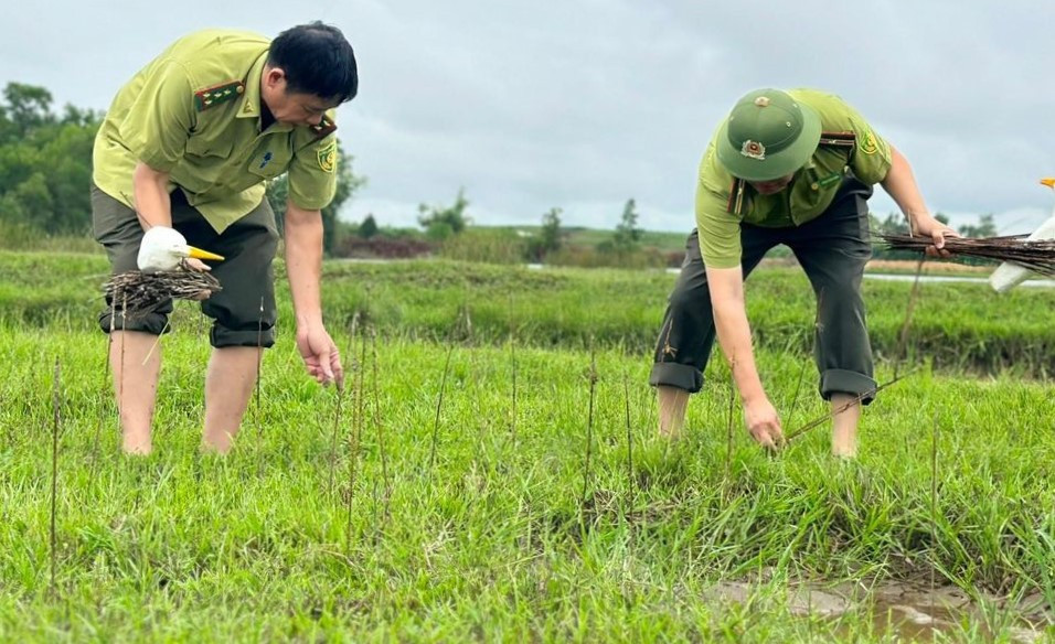 Lực lượng chức năng tháo dỡ các bẫy chim trời. Lực lượng chức năng tháo dỡ các bẫy chim trời.