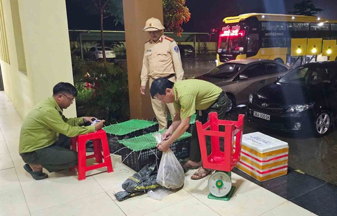 Lực lượng chức năng Hà Tĩnh bắt giữ vụ vận chuyển động vật hoang dã.