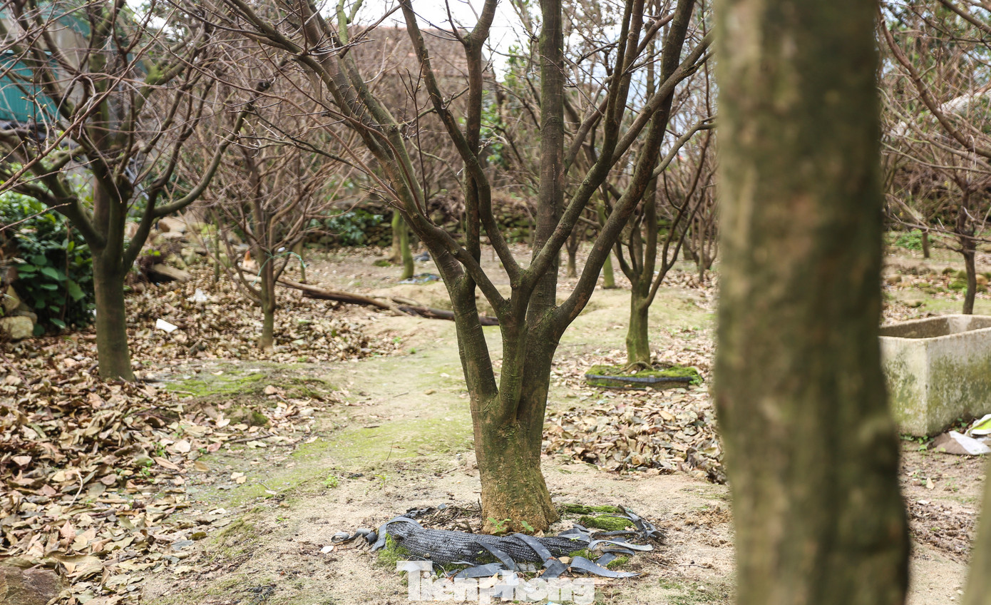 Lãnh đạo địa phương cho biết, cây mai vàng bản địa đã trở thành cây chủ lực giúp cho nhiều hộ dân xã Kỳ Nam vươn lên làm giàu. Dịp Tết Nguyên đán năm nay, hàng nghìn gốc mai sẽ được cung ứng ra thị trường trong và ngoài tỉnh.