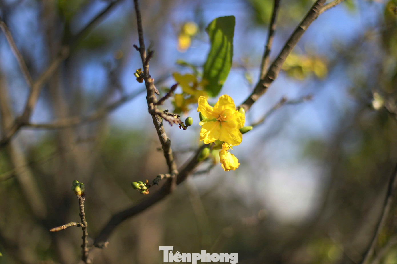 Theo người dân địa phương, mai vàng Kỳ Nam có lá to, bầu, dày, màu xanh đậm; hoa 5 cánh mọc thành chùm, vàng đậm, lâu phai, thân cành cứng, màu nâu đậm; khác biệt so với các loài mai ở vùng khác - lá nhỏ, mỏng, xanh ánh vàng, cành nâu nhạt, chủ yếu hoa đơn. Mai vàng Kỳ Nam có khả năng chịu úng, chịu hạn cao nên rất được người dân ưa chuộng...