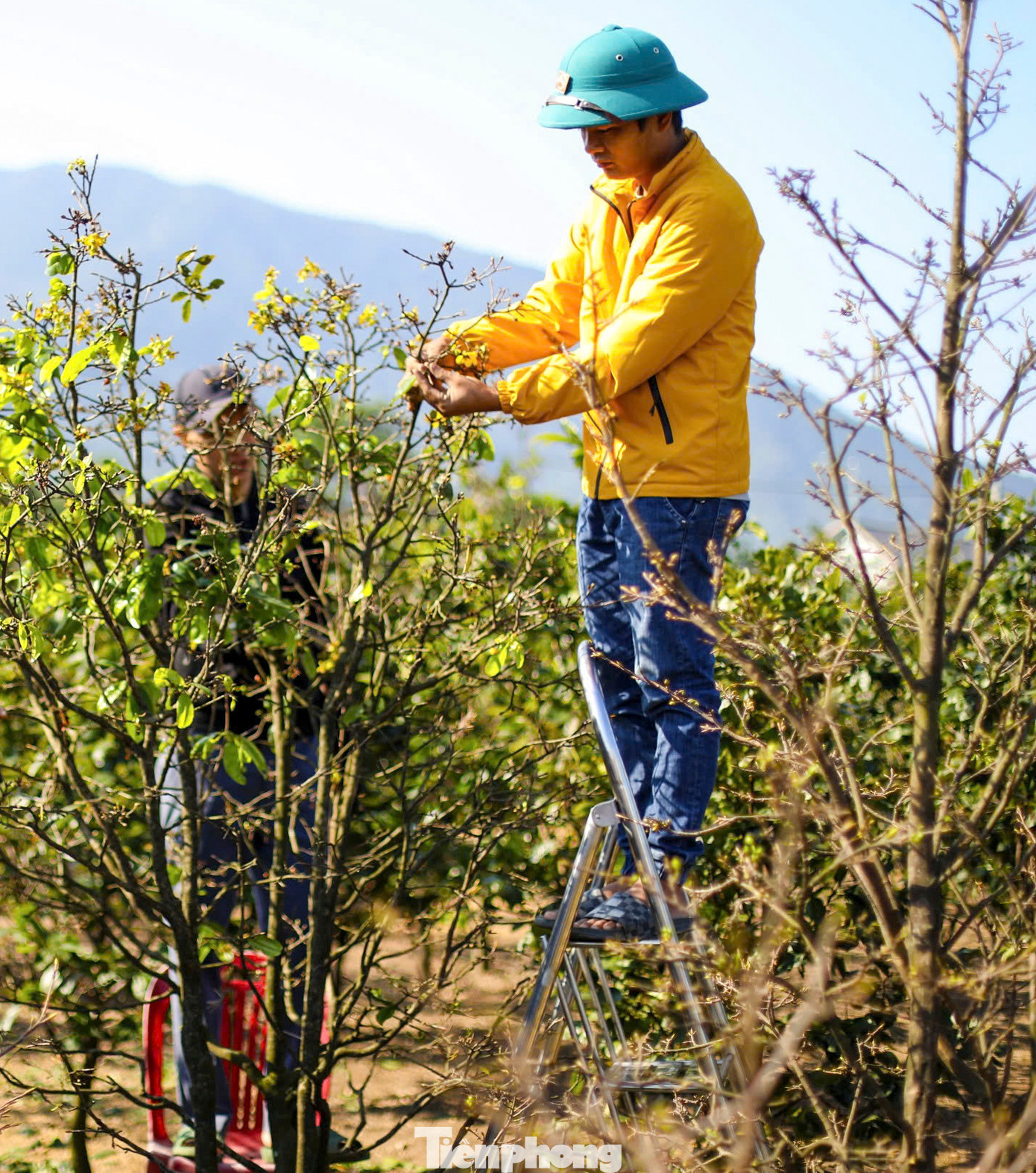 Người trồng mai cho biết để cây có đủ dinh dưỡng làm nụ, đảm bảo hoa nhiều, đều, mập, đẹp thì cần lựa chọn thời gian phù hợp để tuốt bỏ toàn bộ lá cây. Việc tuốt lá mai bằng tay phải rất cẩn thận, nhất là không được tuốt lá thẳng từ trên xuống, làm như vậy sẽ tổn thương đến mầm nụ hoa.