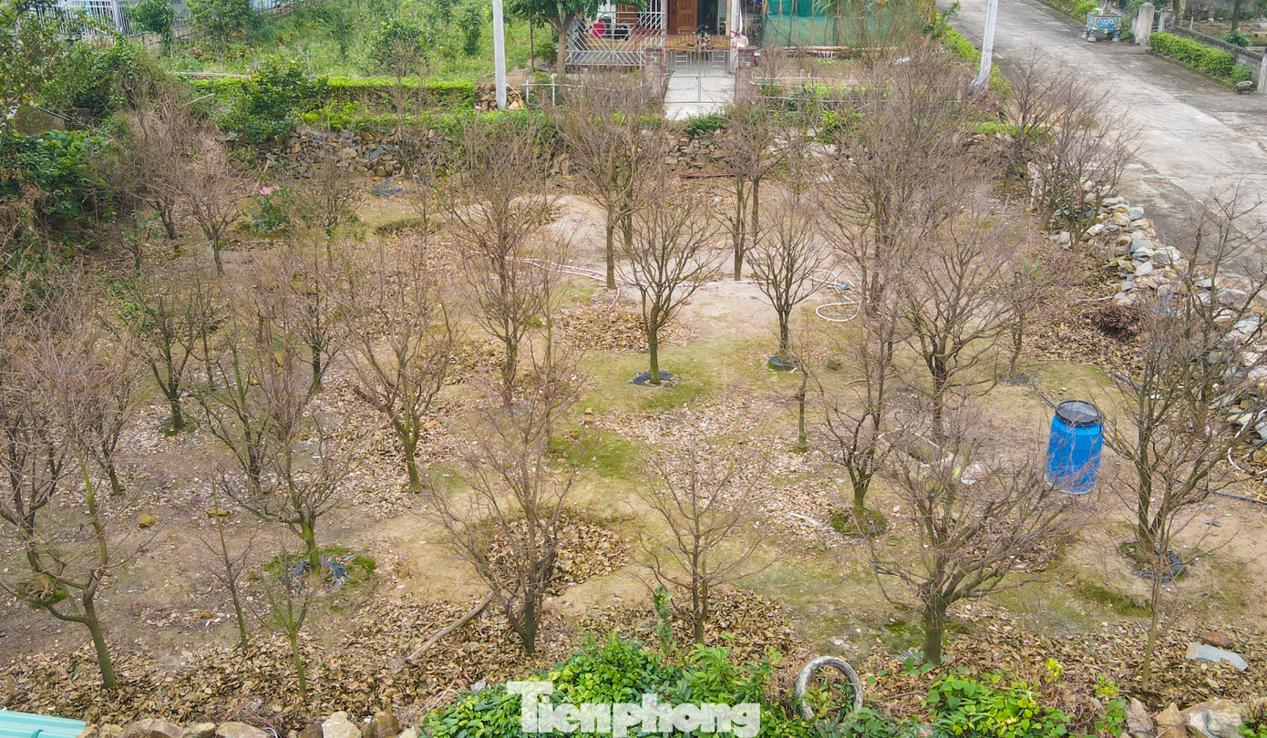 Xã Kỳ Nam, thị xã Kỳ Anh (Hà Tĩnh) có hơn 150 hộ dân trồng mai, tổng diện tích đạt gần 7,5ha, với khoảng 37.000 cây. Địa phương nằm dưới chân núi Hoành Sơn được xem là thủ phủ mai vàng ở Hà Tĩnh.