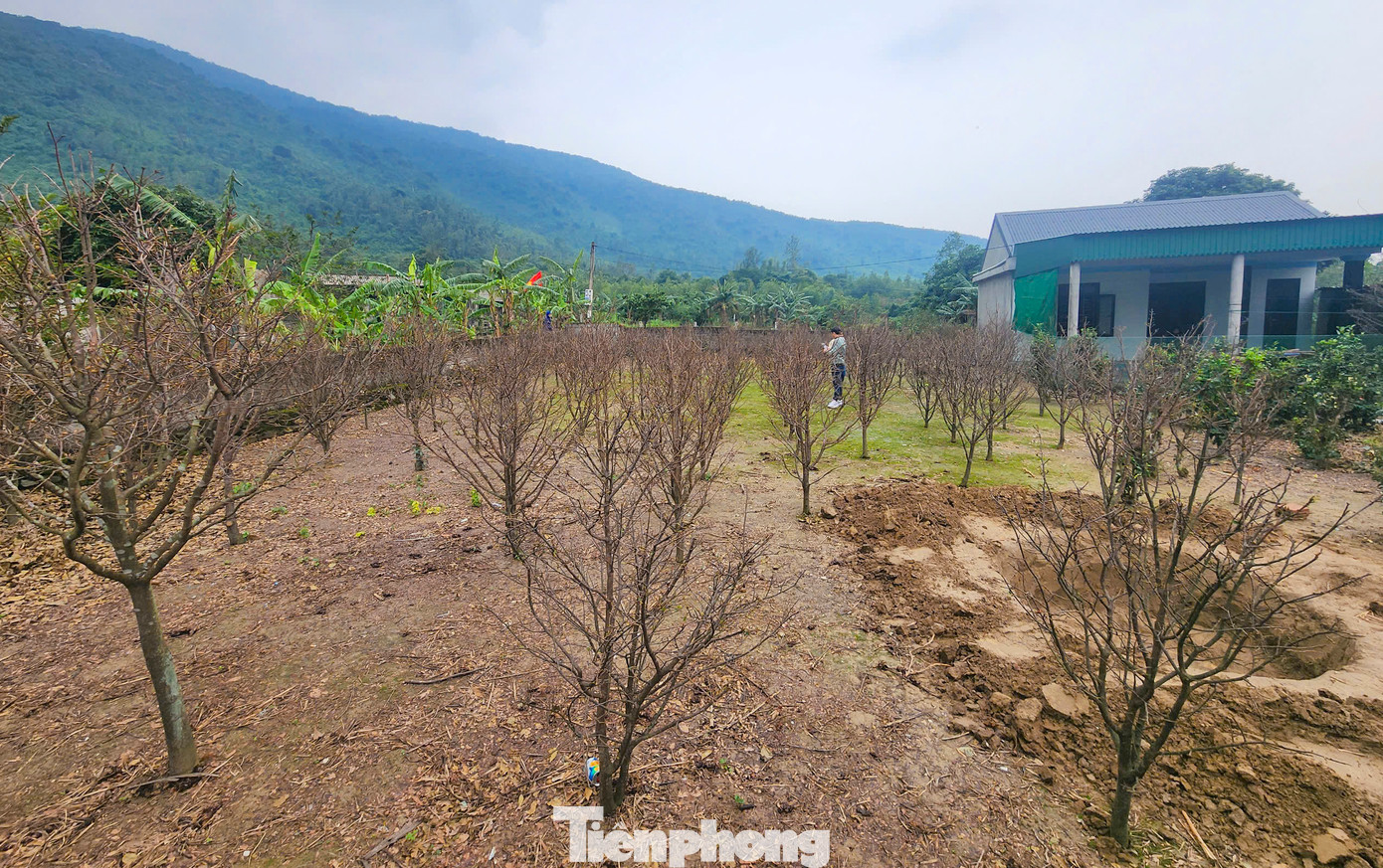 Còn 1 tháng nữa đến Tết Nguyên đán song hiện nhiều thương lái, người chơi mai đã đến các vườn chọn lựa hoặc đặt mua trước.