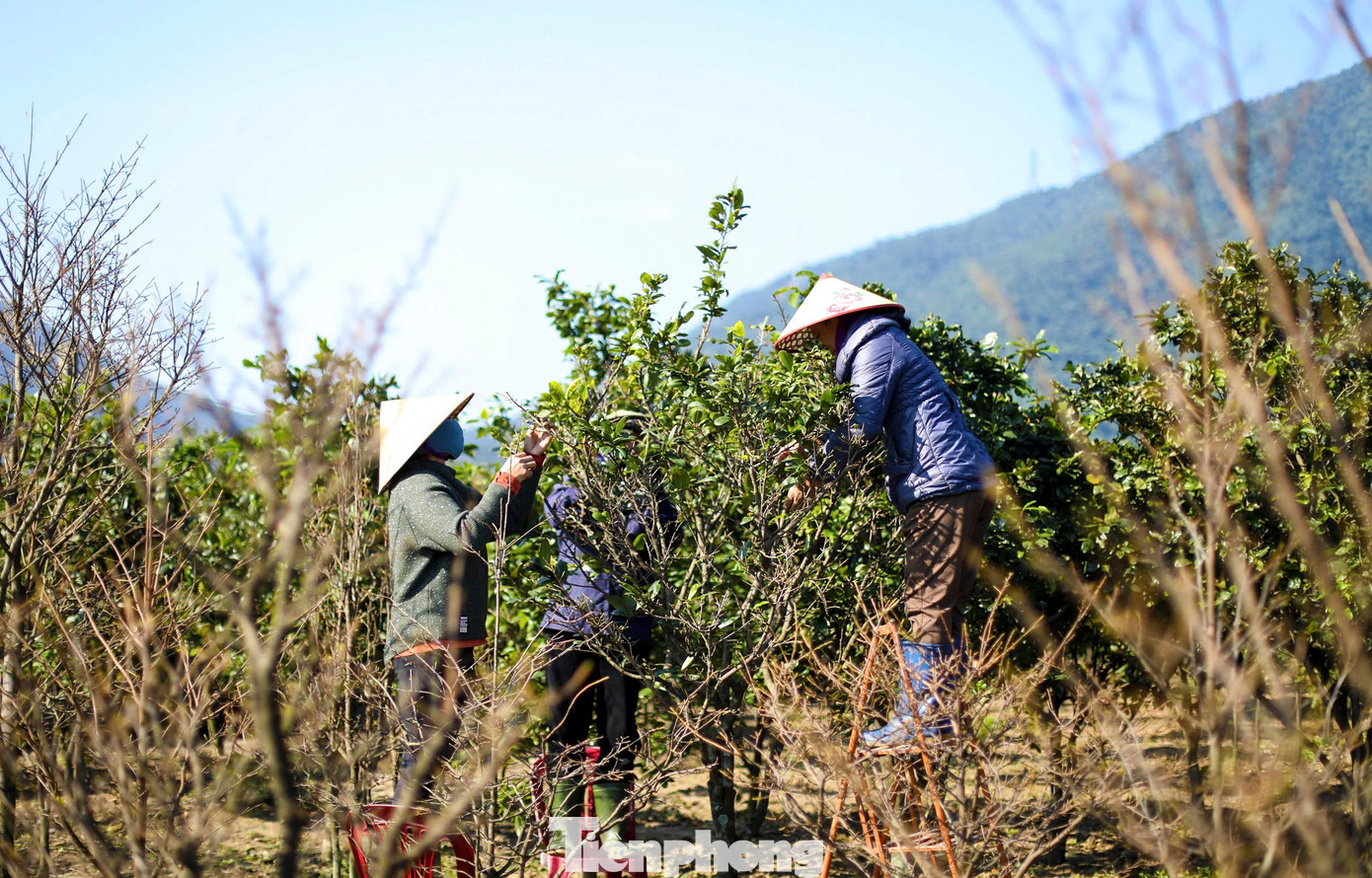 Những ngày này, người dân “thủ phủ” trồng mai vàng xã Kỳ Nam, thị xã Kỳ Anh (Hà Tĩnh) đang tất bật chăm sóc, bổ sung dinh dưỡng cho cây nhằm giúp cây mai bung nở đẹp nhất vào dịp Tết Nguyên đán.