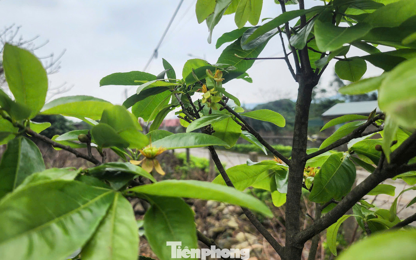 Người trồng mai cho biết để cây có đủ dinh dưỡng làm nụ, đảm bảo hoa nhiều, đều, mập, đẹp thì cần lựa chọn thời gian phù hợp để tuốt bỏ toàn bộ lá cây. Việc tuốt lá mai bằng tay phải rất cẩn thận, nhất là không được tuốt lá thẳng từ trên xuống, làm như vậy sẽ tổn thương đến mầm nụ hoa.