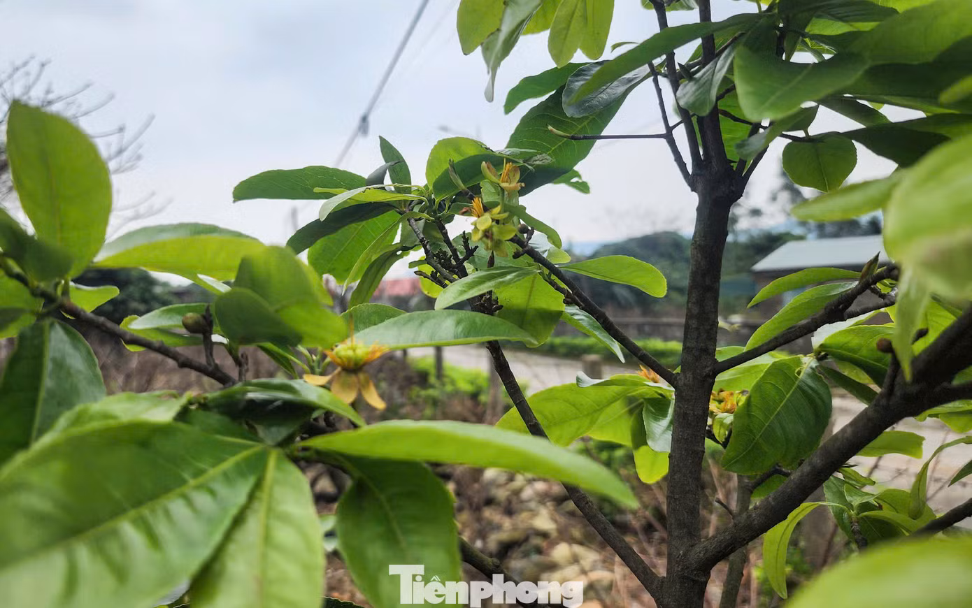 Người trồng mai cho biết để cây có đủ dinh dưỡng làm nụ, đảm bảo hoa nhiều, đều, mập, đẹp thì cần lựa chọn thời gian phù hợp để tuốt bỏ toàn bộ lá cây. Việc tuốt lá mai bằng tay phải rất cẩn thận, nhất là không được tuốt lá thẳng từ trên xuống, làm như vậy sẽ tổn thương đến mầm nụ hoa.