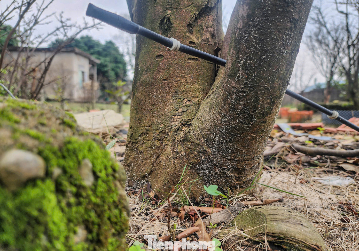 Hiện các gốc mai trong vườn của người dân đều phát triển tốt, dự báo tỷ lệ ra hoa đúng thời điểm Tết sẽ cao hơn nhiều so với năm ngoái. Nhiều gốc mai cổ thụ, hàng chục năm tuổi đã được nhiều người chơi hỏi mua với giá cả trăm triệu đồng.