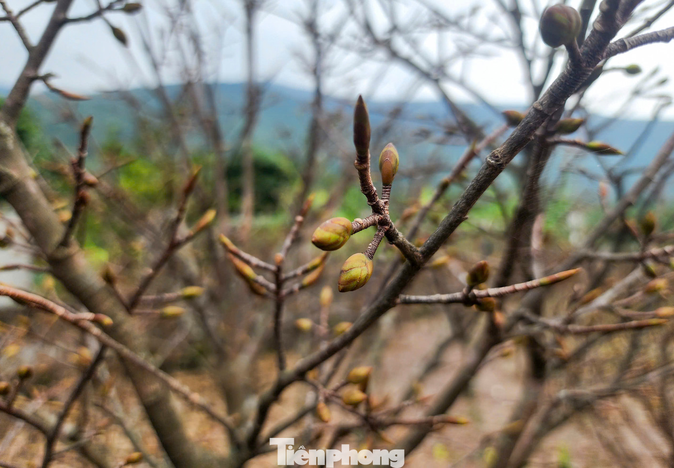 Người trồng mai cho biết để cây có đủ dinh dưỡng làm nụ, đảm bảo hoa nhiều, đều, mập, đẹp thì cần lựa chọn thời gian phù hợp để tuốt bỏ toàn bộ lá cây. Việc tuốt lá mai bằng tay phải rất cẩn thận, nhất là không được tuốt lá thẳng từ trên xuống, làm như vậy sẽ tổn thương đến mầm nụ hoa.