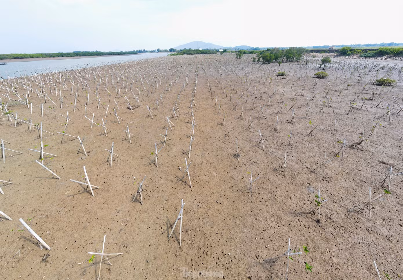 Hàng chục ha rừng ngập mặn ở Hà Tĩnh trồng chưa lâu đã chết.