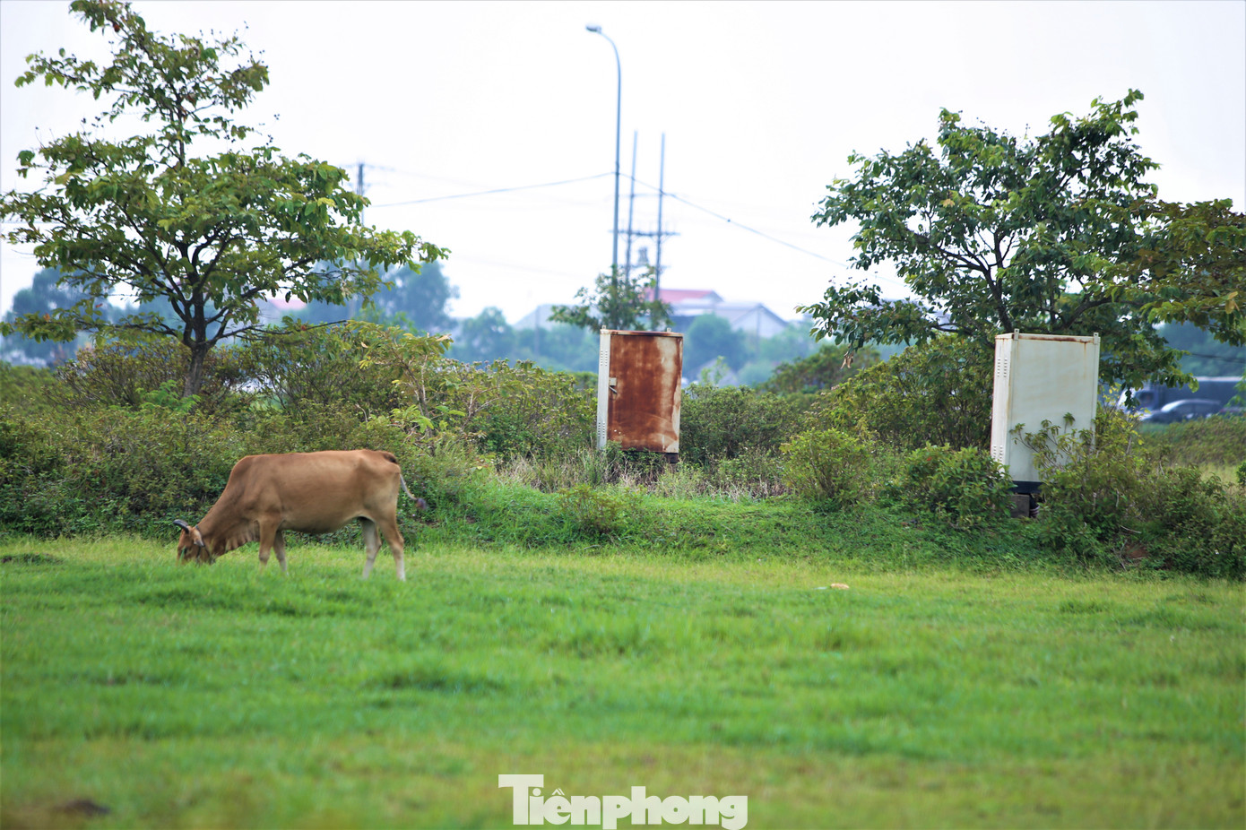 Dự án khu dân cư nhiều năm bị bỏ hoang trở thành nơi chăn bò.