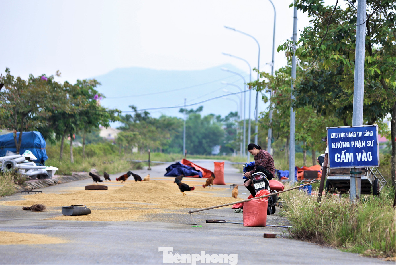 Người dân địa phương tận dụng các tuyến đường và khuôn viên dự án làm nơi phơi lúa.