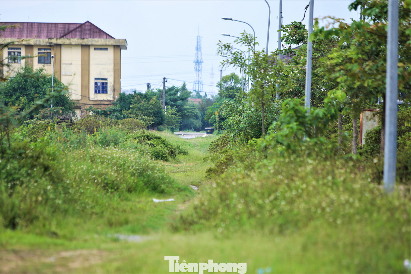 “Khu dân cư được xây dựng rất hiện đại, vị trí đẹp nhưng nhiều lần đấu giá không bán được vì giá cao nên không ai mua. Hy vọng sớm có việc điều chỉnh phù hợp để khu vực này được đưa vào sử dụng”, anh Thành (33 tuổi) cho hay. Trong hình là hệ thống đường sá bên trong dự án nhếch nhác, cỏ cây um tùm.