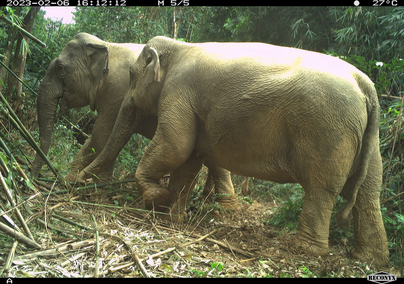 Thông qua bẫy ảnh ghi nhận các loài động vật hoang dã, quý hiếm gồm: Khỉ mặt đỏ, khỉ vàng, khỉ đuôi lợn, khỉ mốc, mang thường, sơn dương, nai, tê tê, chồn bạc má, cầy vòi mốc, cầy gấm, chồn họng vàng, triết bụng vàng, triết chỉ lưng, dúi, mèo rừng, sóc, lợn rừng, gà so lưng gụ, khướu đất hung, hoét xanh, cheo cheo Nam Dương, nai, nhím bờm, nhím đuôi dài, cầy vòi hương…