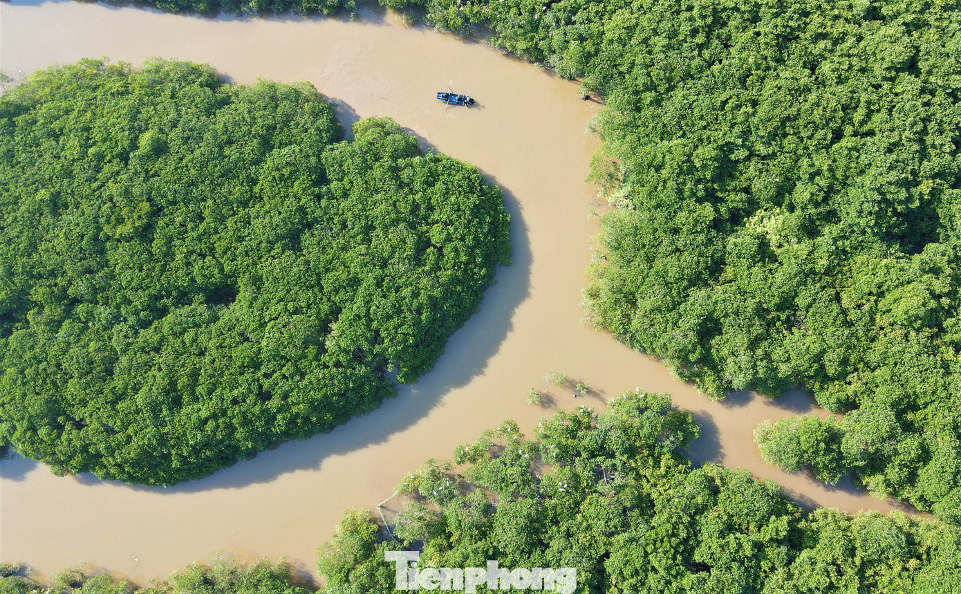 Khu vực rừng ngập mặn với những cây bần cao 3-5m, lá um tùm gây khó khăn cho việc truy tìm.