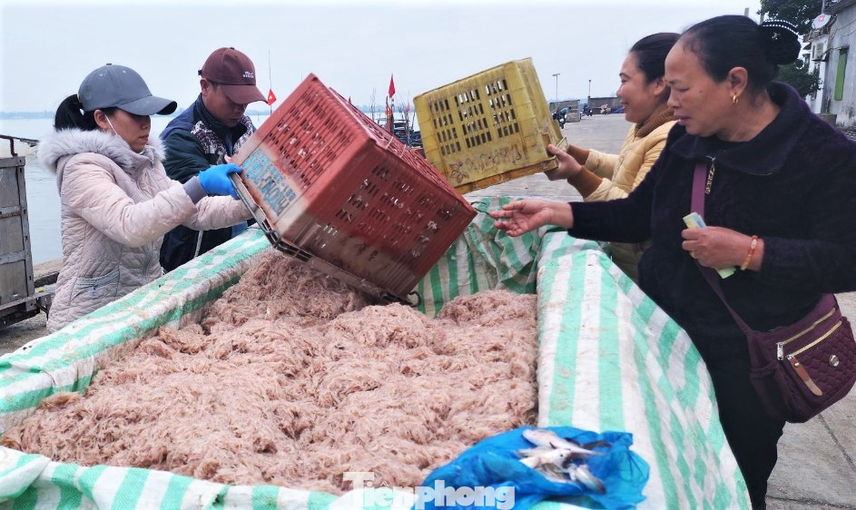Chị Nguyễn Thị Thảo (trú xã Thạch Kim, huyện Lộc Hà) cho hay nhiều ngày qua, mỗi ngày chị thu mua từ các tàu ngư dân khoảng 5-6 tấn ruốc.