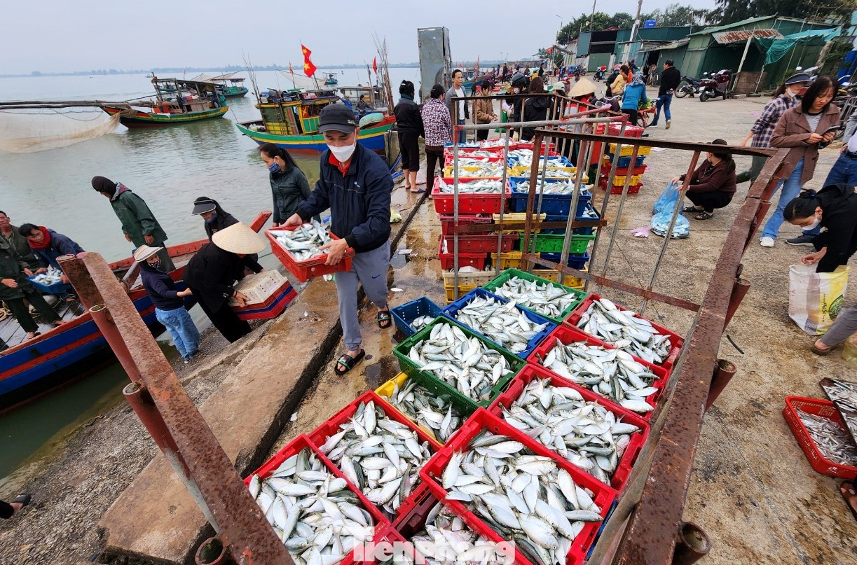 Ngoài ruốc, một số tàu công suất 90CV đánh bắt cách bờ khoảng 3-5 hải lý đã trúng đậm hàng tấn cá mòi biển. Với giá bán từ 10.000 - 15.000 đồng/kg, mỗi tàu ngư dân có thể thu về hàng chục triệu đồng.