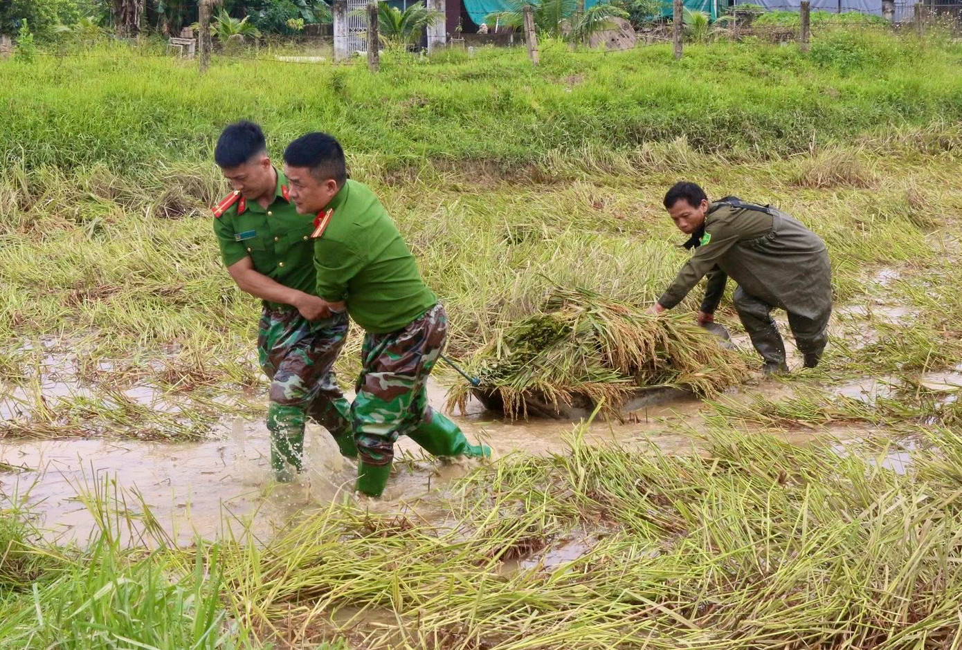 Ngay khi lũ rút, lực lượng Công an đã xuống đồng, hỗ trợ người dân thu hoạch diện tích lúa bị ngập, chạy đua với thời gian để giảm thiểu thiệt hại.