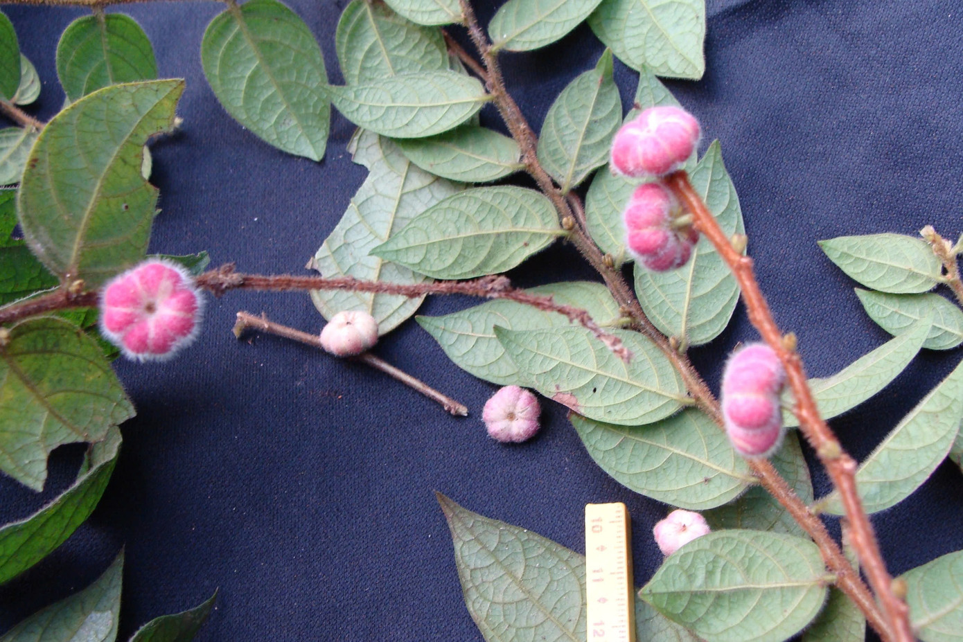 Nơi đây có các hệ sinh thái thực vật vô cùng đa dạng, phong phú. Rừng Kẻ Gỗ là xứ sở của nhiều loại hoa rừng rất đẹp như: hoa mộc lan, quế hương, tai tượng, tai trâu, nghinh xuân, phượng vĩ…