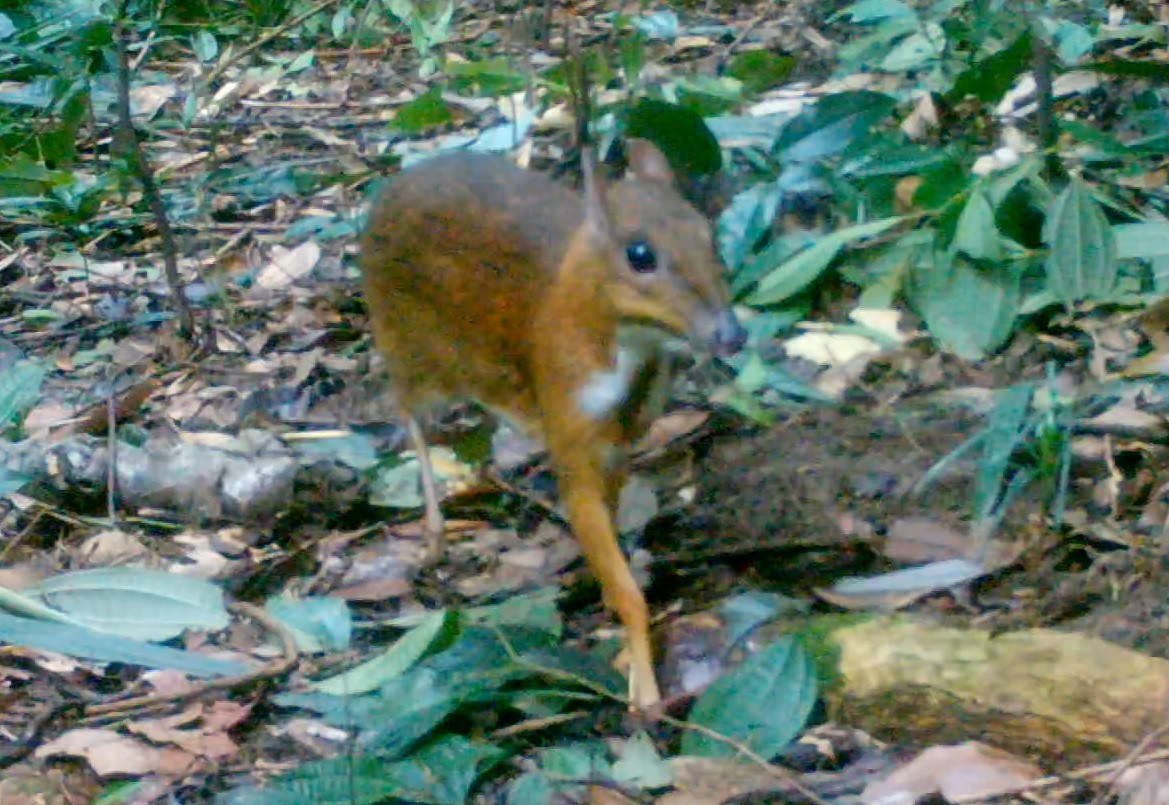 Đến nay trong phạm vi Khu BTTN Kẻ Gỗ đã ghi nhận 80 loài Thú, 298 loài Chim, 63 loài Bò sát và 33 loài Lưỡng cư, Côn trùng có 302 loài và Cá có 35 loài. Trong ảnh là Cheo cheo được bẫy ảnh ghi lại trong Khu BTTN Kẻ Gỗ.