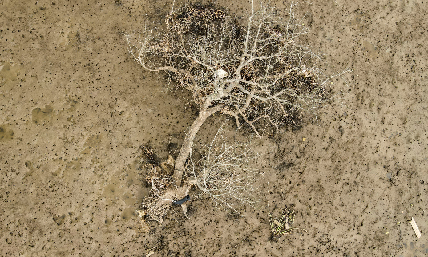 Cuối năm 2024, Sở Khoa học và Công nghệ Hà Tĩnh đã phối hợp với Trung tâm bảo tồn thiên nhiên và phát triển (CCD) cùng các chuyên gia về ngành nông nghiệp đã nghiên cứu, chỉ ra nguyên nhân gây hại rừng ngập mặn tại Hà Tĩnh và đề xuất các phương án phục hồi rừng.