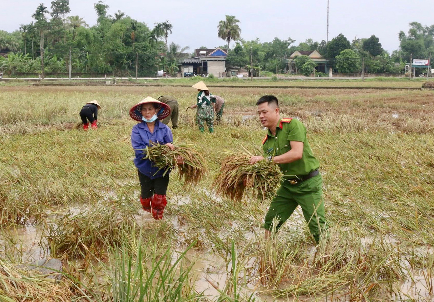 Với tinh thần xung kích, không ngại khó khăn, lực lượng Công an đã có mặt tại các cánh đồng ngập nước, thu hoạch hoa màu vận chuyển về nơi an toàn.