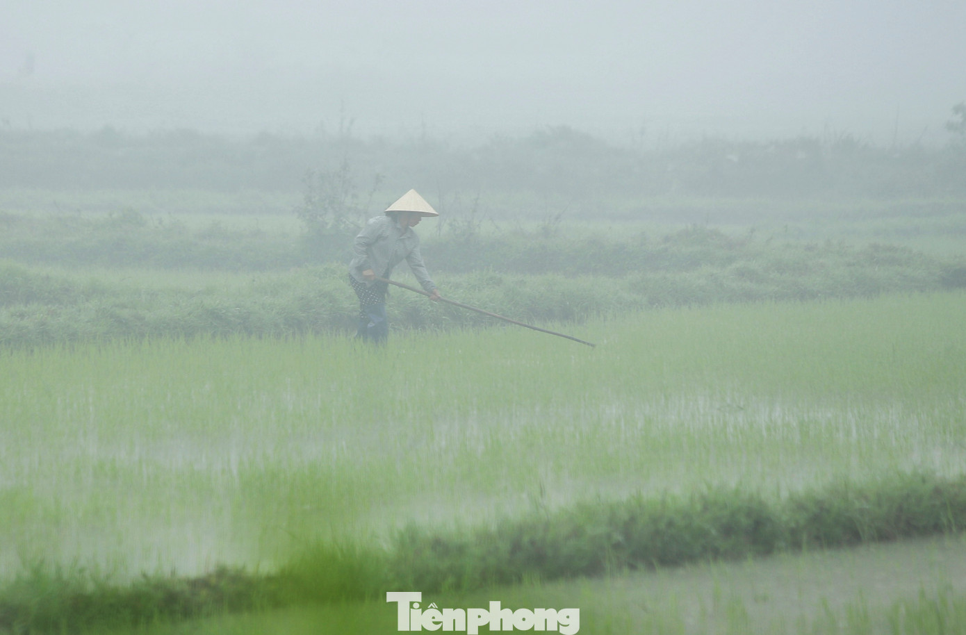 "Sương mù quá dày nên việc đồng áng cũng muộn hơn. Năm nay thời tiết khá bất thường, lạnh nhiều về cuối năm, khô hanh”, bà Thi (58 tuổi) cho hay.