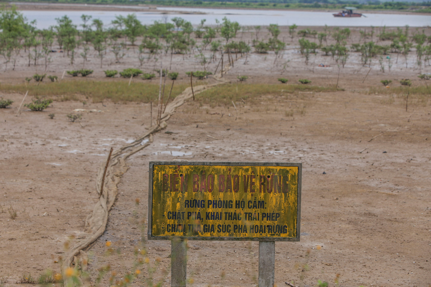 Theo đại diện Chi cục Kiểm lâm tỉnh Hà Tĩnh, toàn tỉnh hiện gần 690ha rừng ngập mặn. Rừng chủ yếu trồng từ những năm 1996-2005 do các tổ chức thực hiện. Các loài cây trồng chính là trang, bần chua, đước, vẹt dù, vẹt khang, giá...