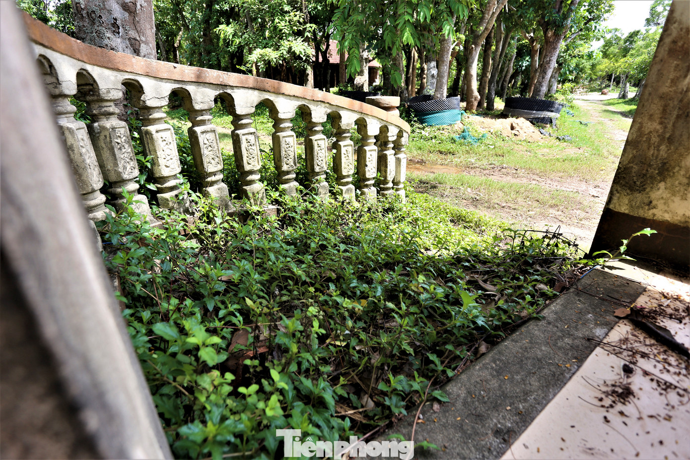 Cỏ dại um tùm xung quanh các công trình của dự án