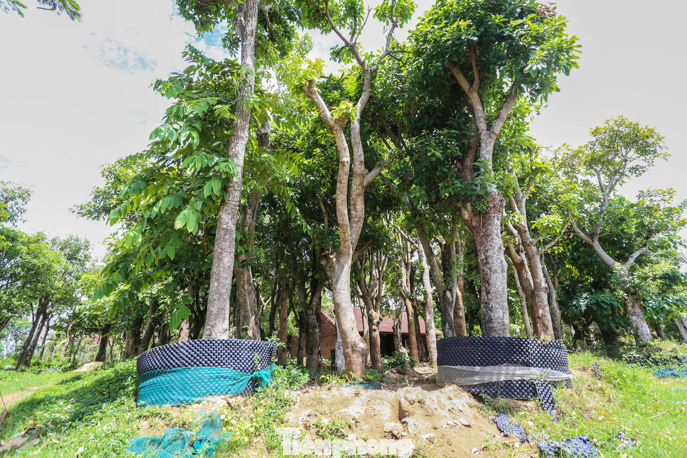 Khuôn viên dự án thành nơi mua bán cây cảnh.