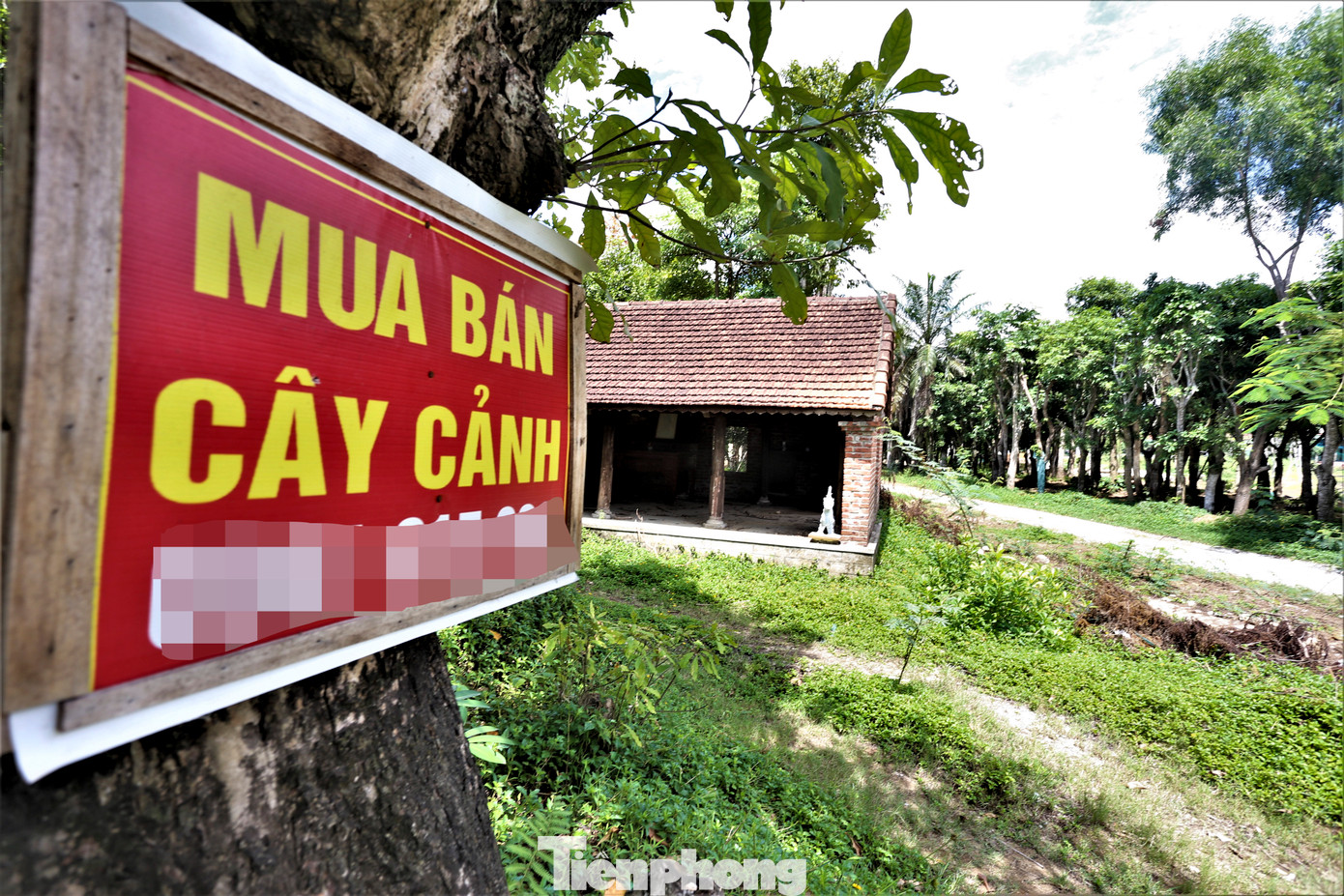 Khuôn viên dự án thành nơi mua bán cây cảnh.