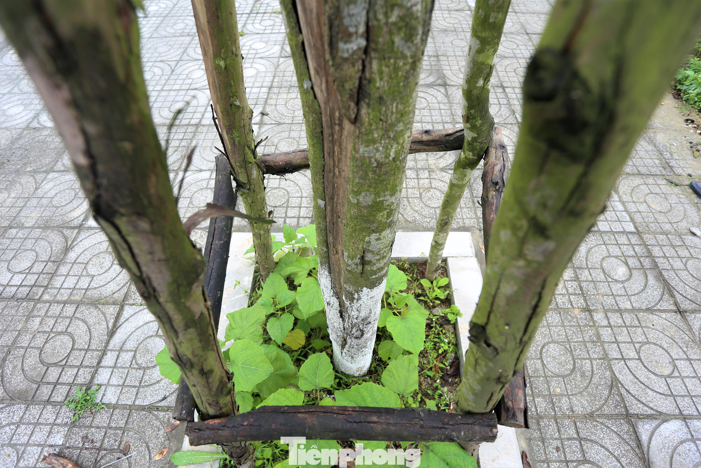 Một số địa phương có cây trồng theo dự án bị chết, chưa được trồng bổ sung. Một số địa phương có cây trồng theo dự án bị chết, chưa được trồng bổ sung.