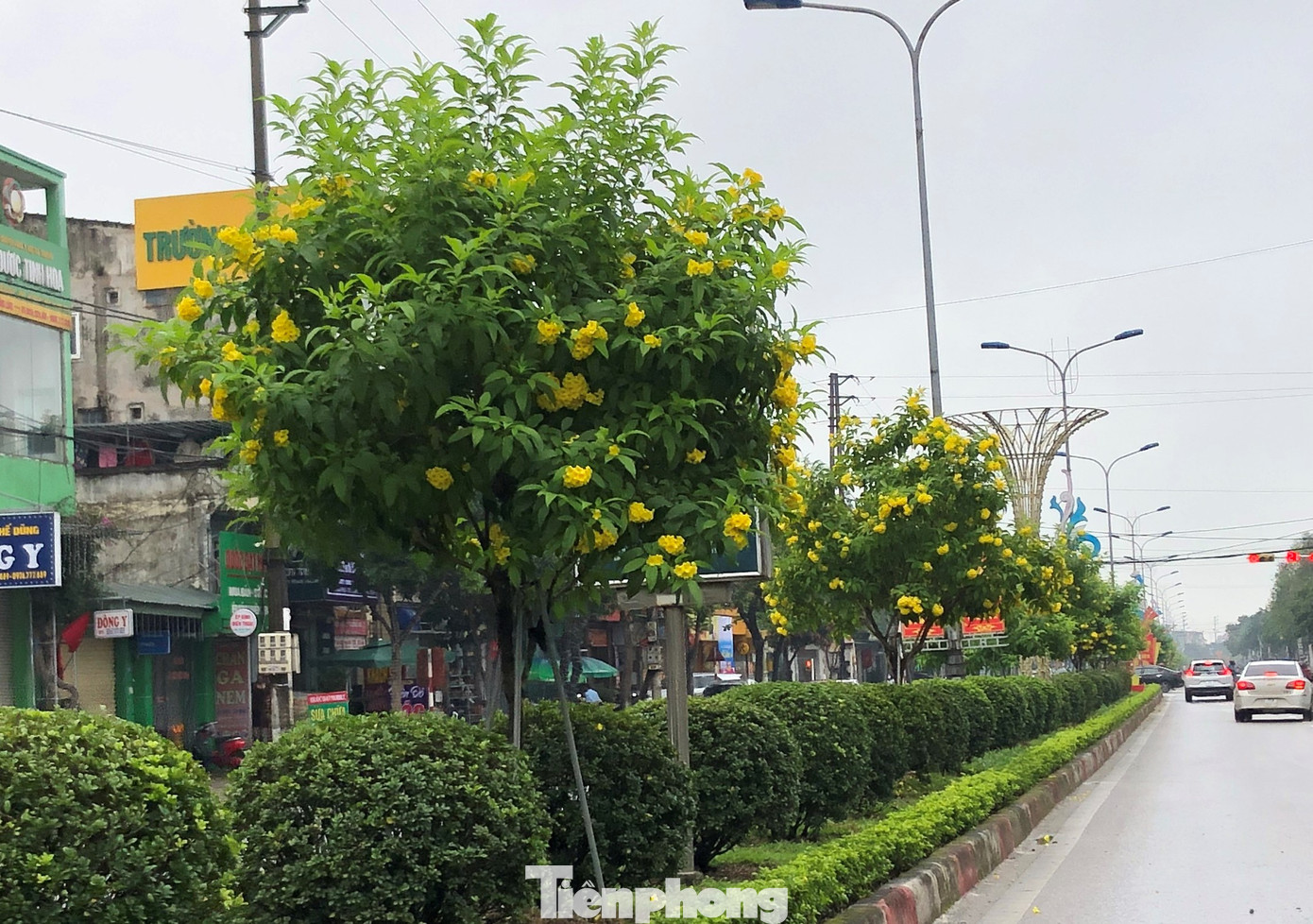 “Loại cây được trồng tại các dự án chủ yếu là giáng hương, mỗi cây đường kính 12-15cm, chi phí 6-7 triệu đồng từ cây giống, phân bón, công chăm sóc. Đơn vị trồng cam kết thay thế cây trong vòng 1 năm nếu cây trồng bị chết. Hiện các cây xanh tại những dự án này đều phát triển tốt”, ông Nhật cho hay. Trong hình là loạt cây xanh trồng ở thị xã Hồng Lĩnh, ngoài các cây phát triển tốt cũng có nhiều cây có dấu hiệu chết, khô, chưa được bổ sung thay thế. “Loại cây được trồng tại các dự án chủ yếu là giáng hương, mỗi cây đường kính 12-15cm, chi phí 6-7 triệu đồng từ cây giống, phân bón, công chăm sóc. Đơn vị trồng cam kết thay thế cây trong vòng 1 năm nếu cây trồng bị chết. Hiện các cây xanh tại những dự án này đều phát triển tốt”, ông Nhật cho hay. Trong hình là loạt cây xanh trồng ở thị xã Hồng Lĩnh, ngoài các cây phát triển tốt cũng có nhiều cây có dấu hiệu chết, khô, chưa được bổ sung thay thế.