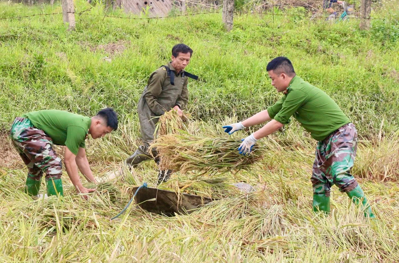 Ngay khi lũ rút, lực lượng Công an đã xuống đồng, hỗ trợ người dân thu hoạch diện tích lúa bị ngập, chạy đua với thời gian để giảm thiểu thiệt hại.