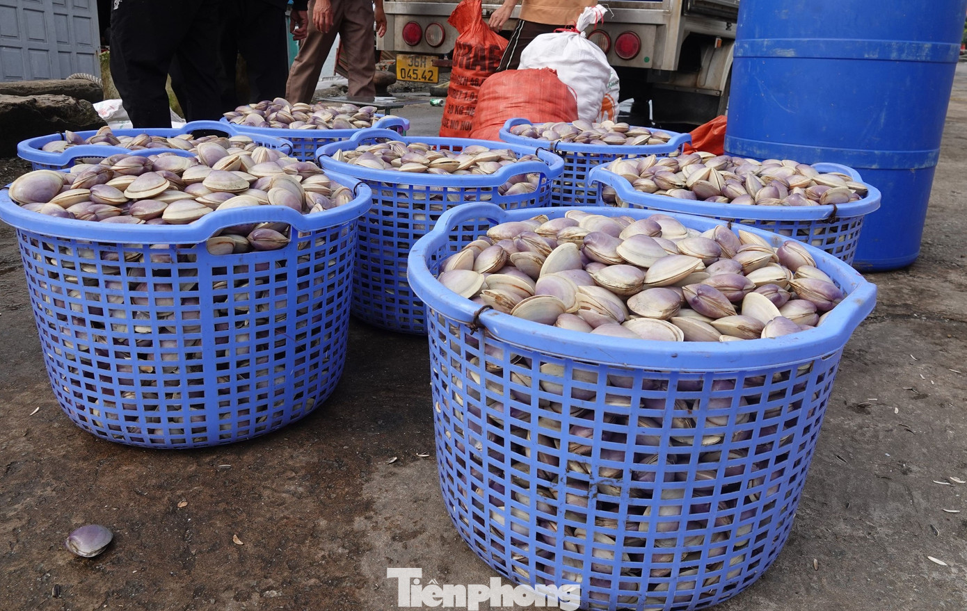 Ngao tím hay còn gọi là ngao giấy. Đây là một loại ngao biển có kích thước nhỉnh hơn một chút so với các loại ngao bình thường, con lớn nhất có thể to bằng bàn tay người trưởng thành. Lớp vỏ bên ngoài loại ngao này có màu tím đẹp mắt và là loại hải sản giàu dinh dưỡng được nhiều người ưa chuộng. Ngao tím hay còn gọi là ngao giấy. Đây là một loại ngao biển có kích thước nhỉnh hơn một chút so với các loại ngao bình thường, con lớn nhất có thể to bằng bàn tay người trưởng thành. Lớp vỏ bên ngoài loại ngao này có màu tím đẹp mắt và là loại hải sản giàu dinh dưỡng được nhiều người ưa chuộng.