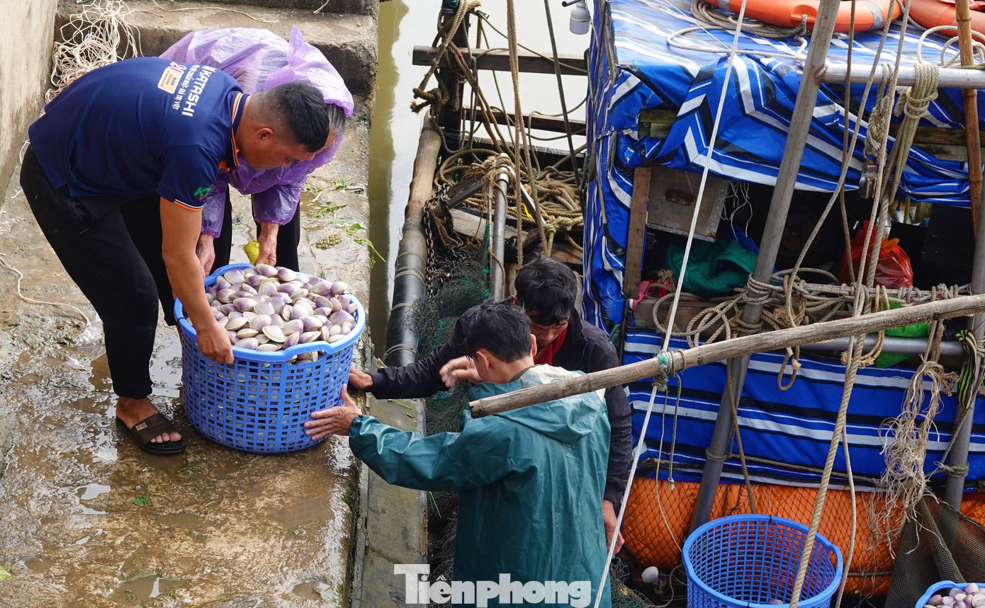 Ngao tím xuất hiện gần bờ, ngư dân thường sử dụng lưới kéo đi dọc bờ biển để đánh bắt. Ngao tím xuất hiện gần bờ, ngư dân thường sử dụng lưới kéo đi dọc bờ biển để đánh bắt.