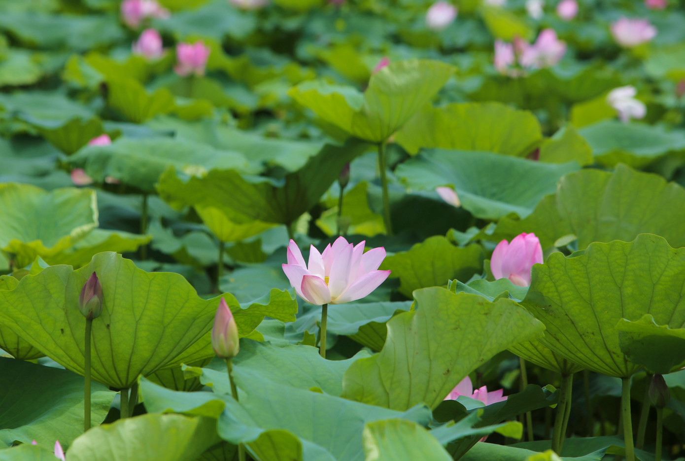 Tại cánh đồng Đồng Múc ở xã Tiên Điền (xã Xuân Mỹ, huyện Nghi Xuân cũ), những đầm sen rộng cả ha đang đua sắc khoe nở.