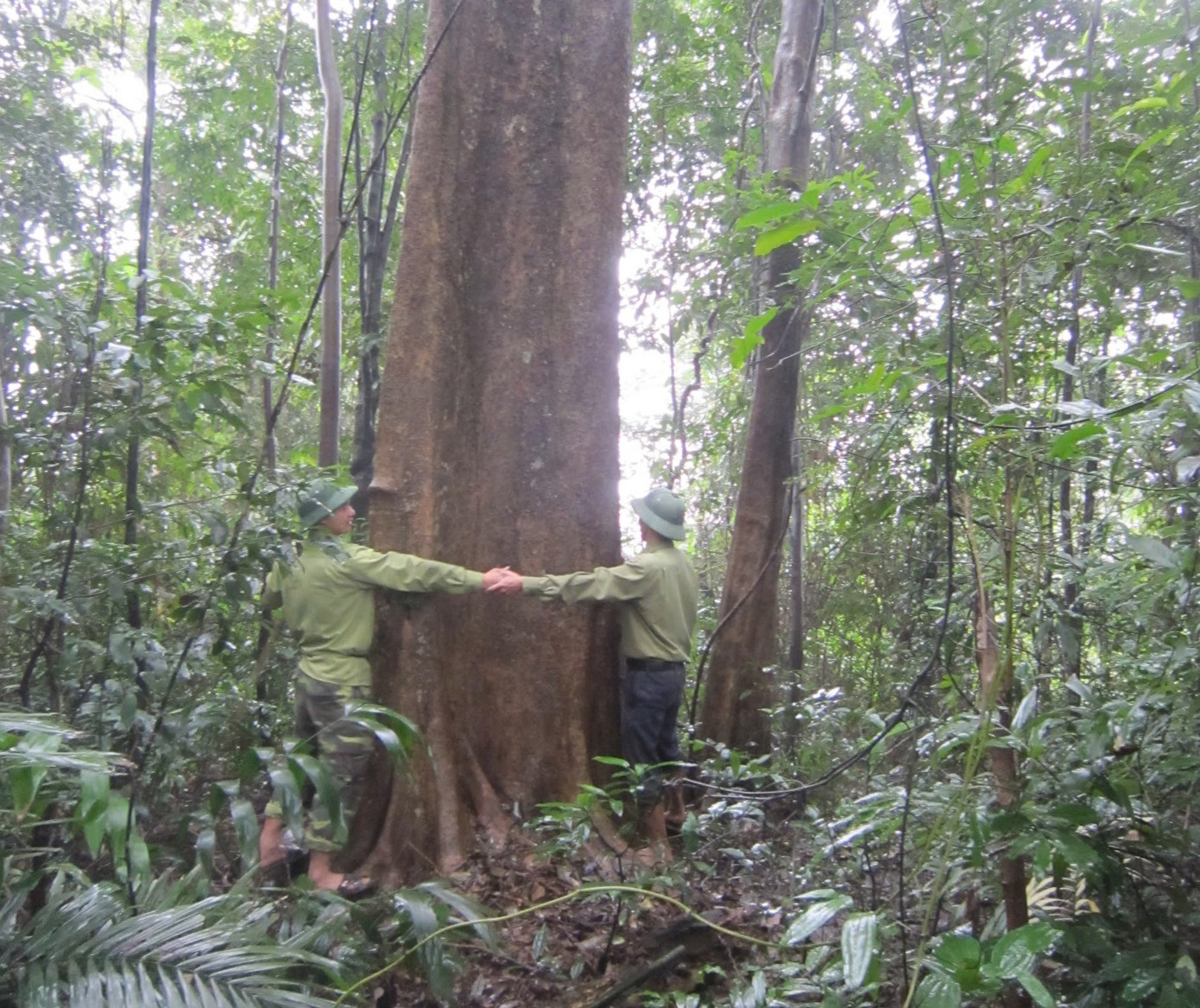 Khu BTTN Kẻ Gỗ được bao phủ bởi rừng kín với nhiều loại cây cho gỗ có tên trong sách đỏ Việt Nam như lim xanh, sến mật, gụ, lau, vàng tâm, trầm hương, song mật, lát hoa, côm bạch mã, chùm bao Trung Bộ, bời lời vàng... Đây là khu hệ thực vật phong phú đặc trưng cho nhiều luồng thực vật của khu hệ thực vật bản địa Bắc Việt Nam - Nam Trung Hoa, luồng thực vật Indonesia - Malaysia và luồng thực vật Hymalaya.
