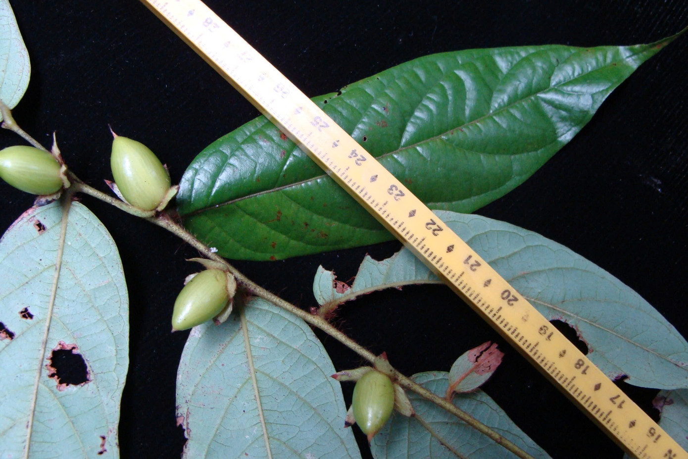 Nơi đây có các hệ sinh thái thực vật vô cùng đa dạng, phong phú. Rừng Kẻ Gỗ là xứ sở của nhiều loại hoa rừng rất đẹp như: hoa mộc lan, quế hương, tai tượng, tai trâu, nghinh xuân, phượng vĩ…