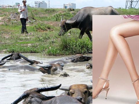 Bỏ vợ con, theo một cô gái 20 tuổi, ông L. từ một “đại gia” trở thành người đi chăn trâu thuê