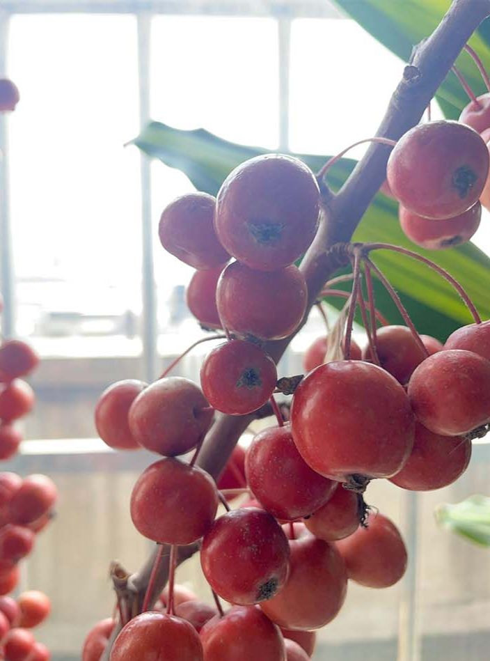 Những trái hồng mọng đỏ trong không gian văn phòng làm việc của Iman Lin.