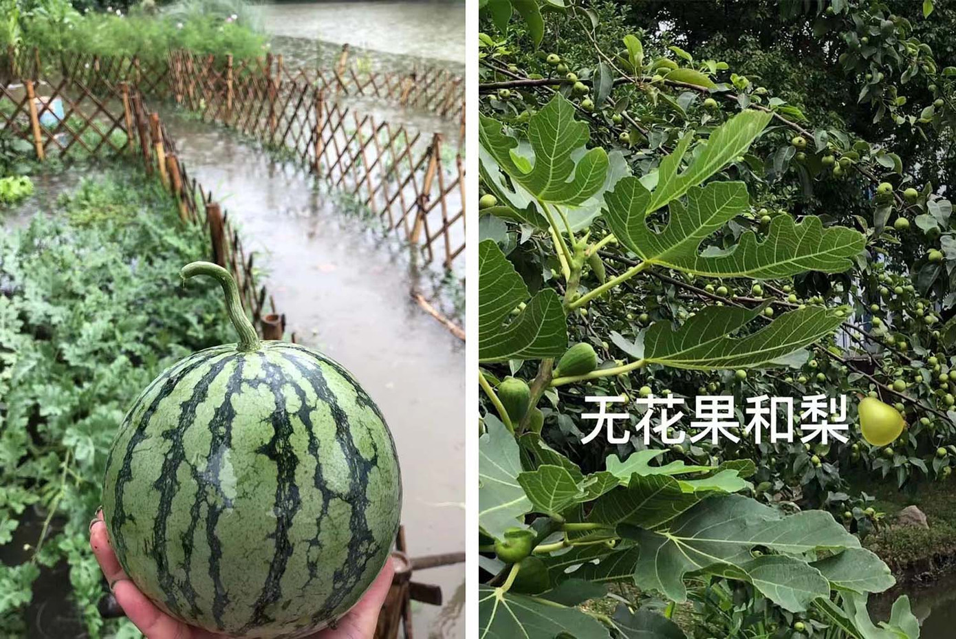 Dưa hấu và lê được trồng trên mảnh đất nhỏ trong khu phức hợp văn phòng của Amy Huang ở Thượng Hải.