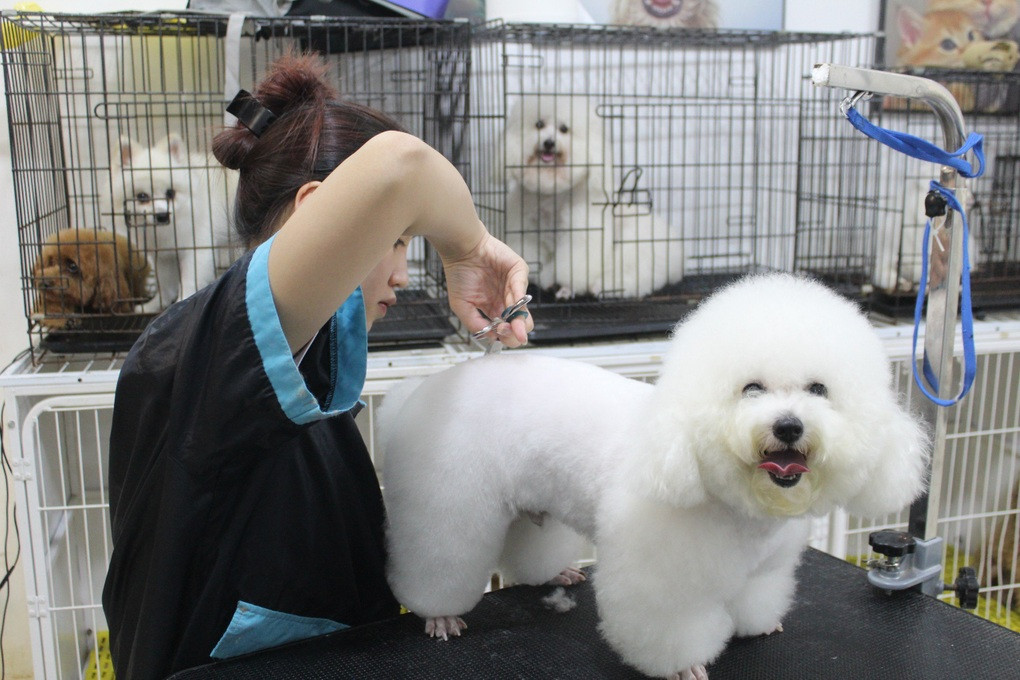 Nghề phục vụ "thượng đế 4 chân" cho thu nhập tiền triệu mỗi ngày (Ảnh: V.L).