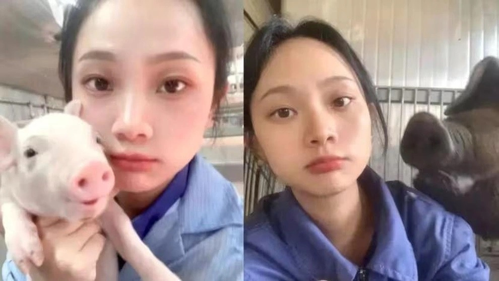 Song Song được mệnh danh là "bảo mẫu xinh đẹp của những chú lợn" trên mạng xã hội (Ảnh: Enanyang). Song Song được mệnh danh là "bảo mẫu xinh đẹp của những chú lợn" trên mạng xã hội (Ảnh: Enanyang).