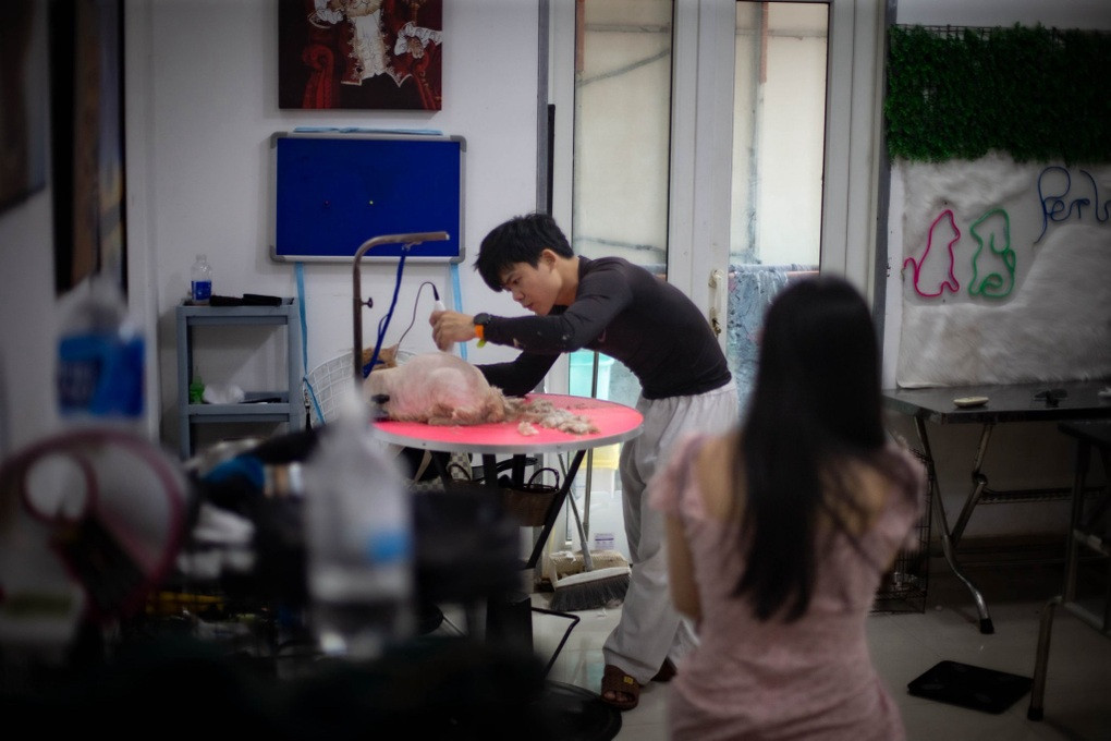 Ngoài dịch vụ chăm sóc thú cưng, khách có thể yêu cầu thêm các dịch vụ cắt lông, cắt móng, tắm,... cho thú cưng (Ảnh: V.L).